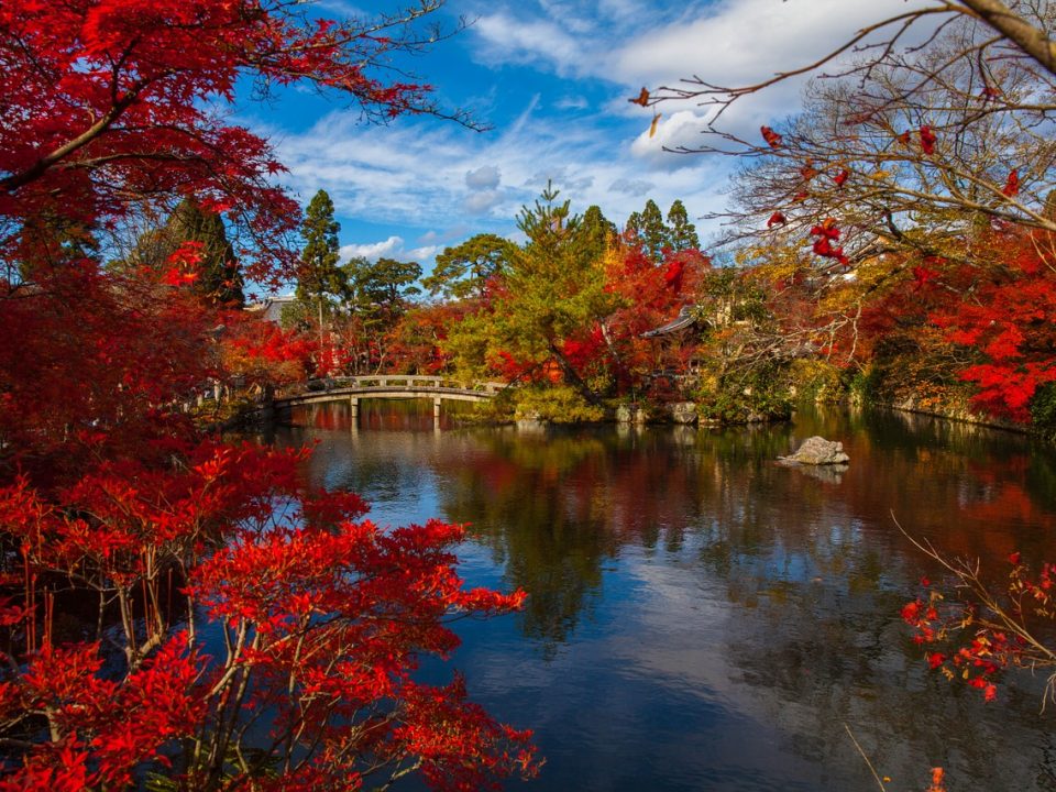 Intern in Japan - Spring in Tokyo