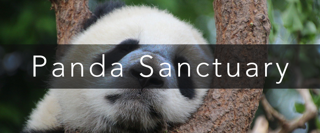 Internships in China - Panda Sanctuary